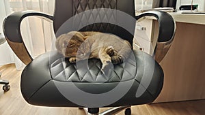 In a room of an apartment building, a cat fell asleep on a computer chair, resting his head on his front paw. Next to a window wit