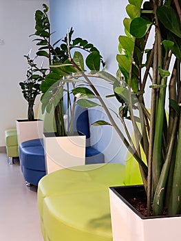 in a room of colored sofas with large green plants on the floor