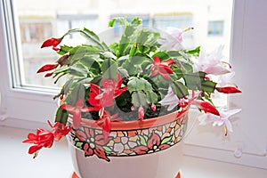 Room decoration. Beautiful pink and red flowers of Schlumbergera on black background