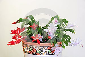 Room decoration. pink and red flowers of Schlumbergera on white background