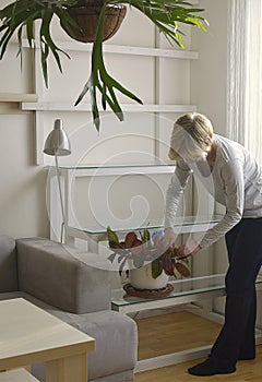 Room flowers on the shelf in the interiors