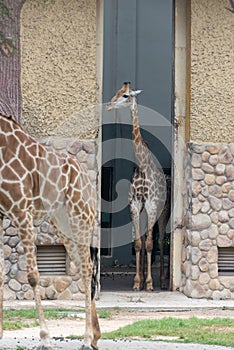 In the room-Giraffa camelopardalis