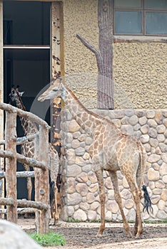 In the room-Giraffa camelopardalis