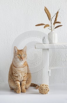 Room interior with red cat sitting neare old bench,  flower vase, plant and decorationsand