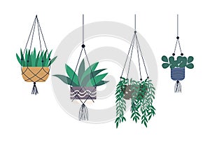 Room Plants of Greenhouse Hanging Pots Isolated