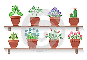 Room Plants Placed on Shelves Vector Illustration