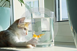 In a room on the windowsill, a cat is watching a goldfish in an aquarium