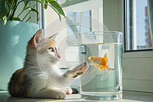 In a room on the windowsill, a cat is watching a goldfish in an aquarium