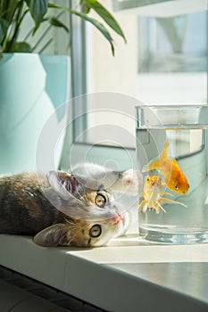 In a room on the windowsill, a cat is watching a goldfish in an aquarium