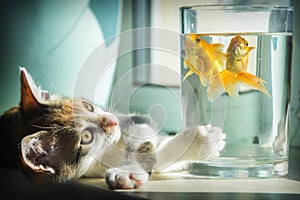 In a room on the windowsill, a cat is watching a goldfish in an aquarium