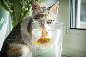 In a room on the windowsill, a cat is watching a goldfish in an aquarium