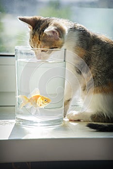 In a room on the windowsill, a cat is watching a goldfish in an aquarium