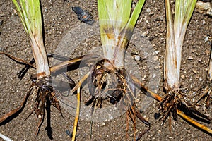 Roors of simplestem bur-reed Sparganium erectum