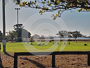 Roos at the park