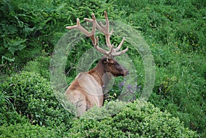 Roosevelt Elk photo