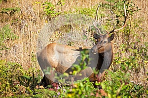 Roosevelt Elk