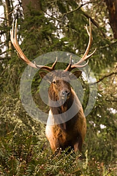 Roosevelt Elk photo