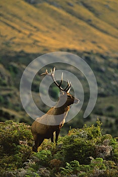 Roosevelt Elk Bull