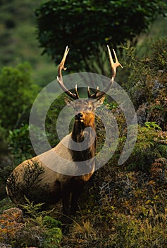 Roosevelt Elk Bull photo