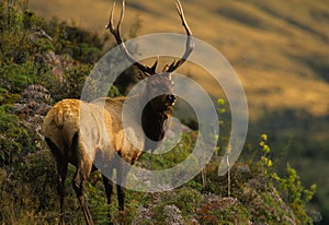 Roosevelt Elk Bull