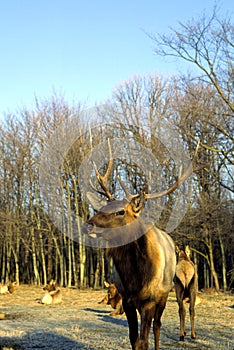Roosevelt Elk Bull   30016