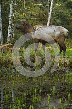 Roosevelt Elk bull Hoh Rain Forest habitat Olympic National Park Washington state