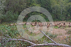 Roosevelt Elk mating