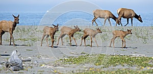 Roosevelt Elk near the Pacific Ocean