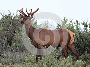 Roosevelt Elk with New Antlers