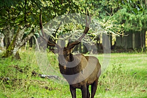 Roosevelt elk wapiti Cervus canadensis keeping watch
