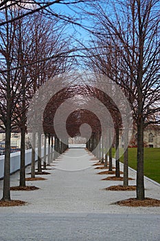 Roosevelt Island, New York: An avenue of trees with red branches in the Four Freedoms Park