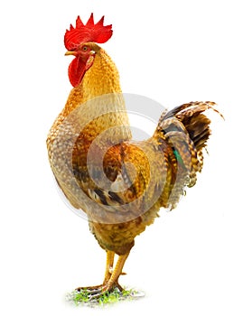 Rooster