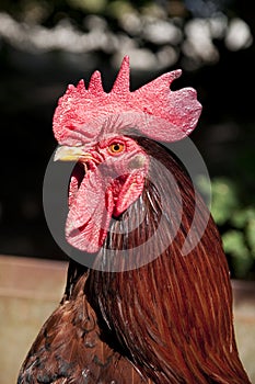 Rooster