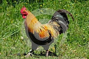 Rooster