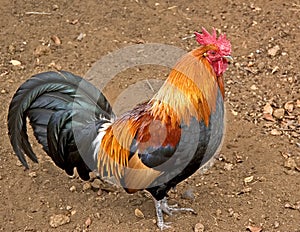 Rooster
