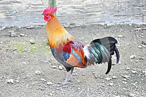 Rooster photo