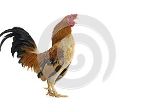 rooster photo