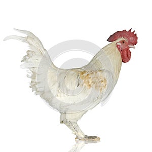 Rooster