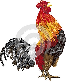 Rooster