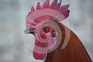 Rooster