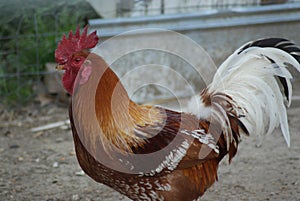 Rooster