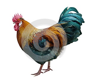 Rooster