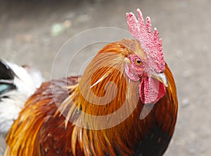 Rooster