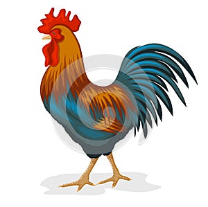 Rooster