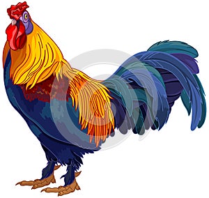 Rooster