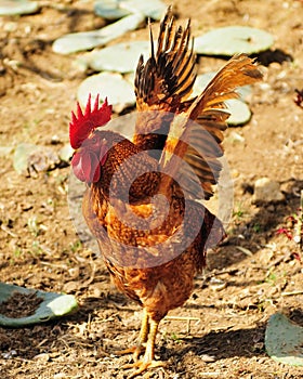 Rooster