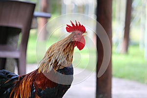 Rooster