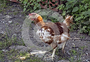 A rooster