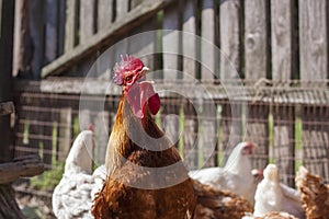 Rooster amongst chickens photo