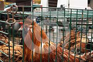 Rooster on the animal market in Mol, Belgium